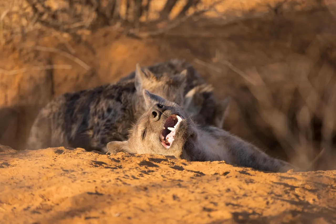 Game_Drive17_44085a960aeecfce3e46bcb76e3e6d3e