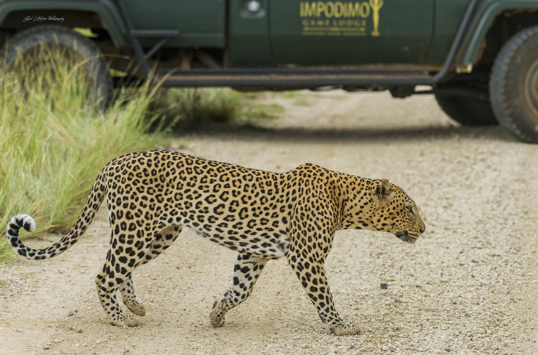 Impodimo Leopard Sighting