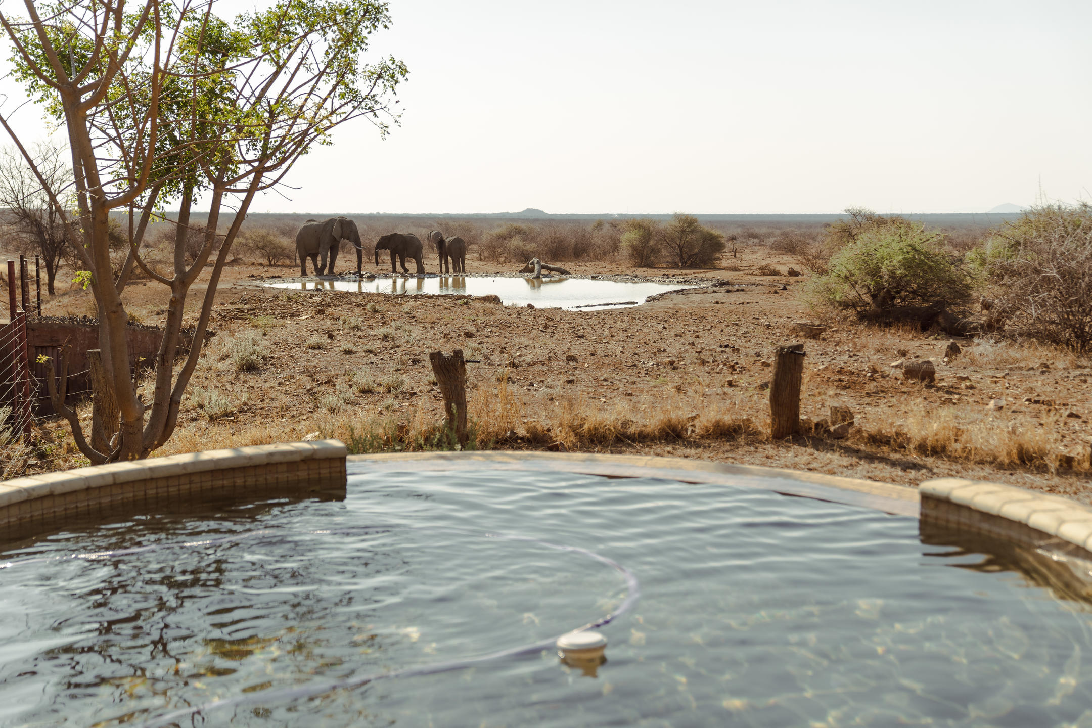 Pool view of the water hole The Villa