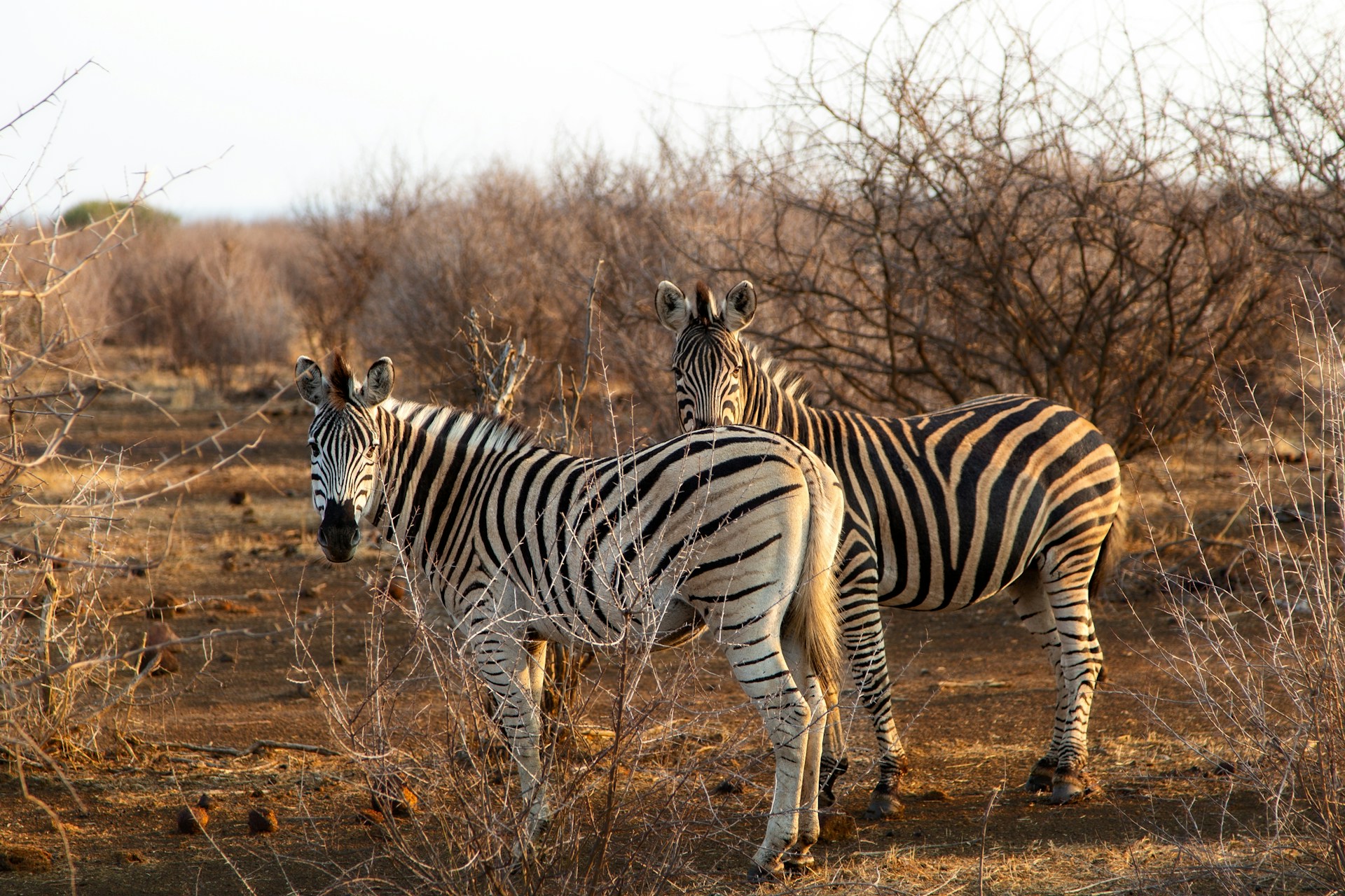 Zebras