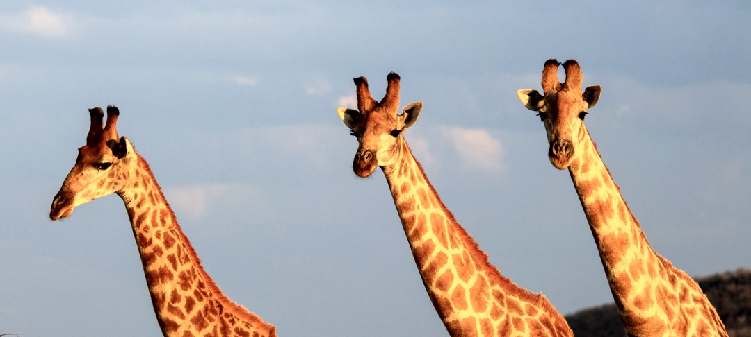 giraffe