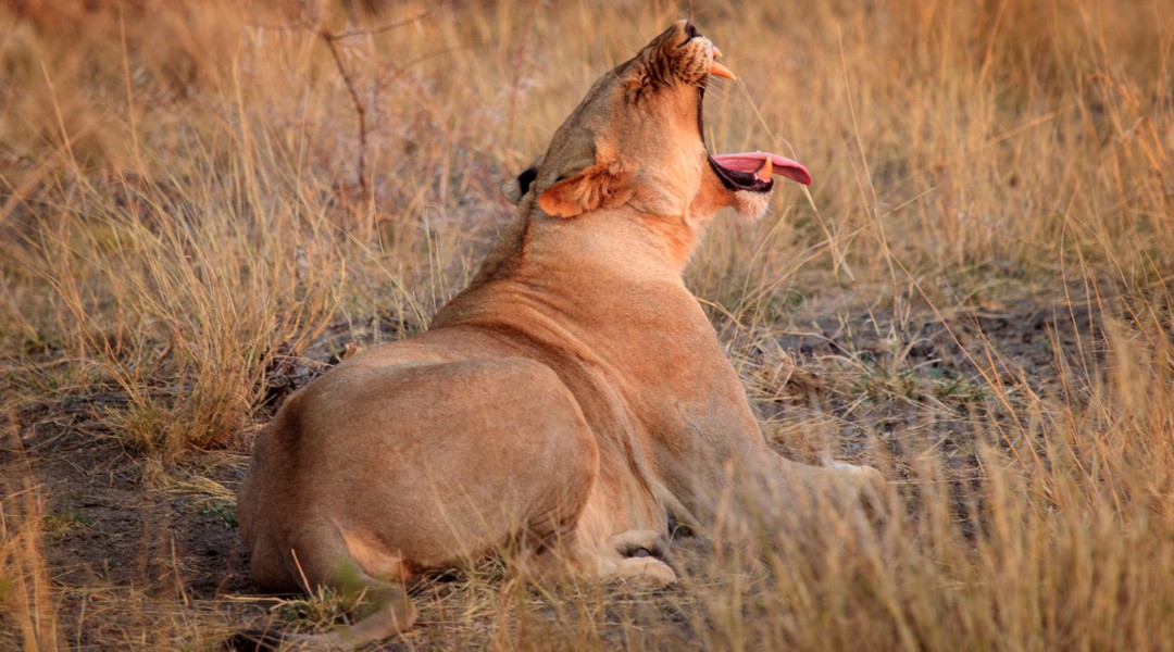 lioness2